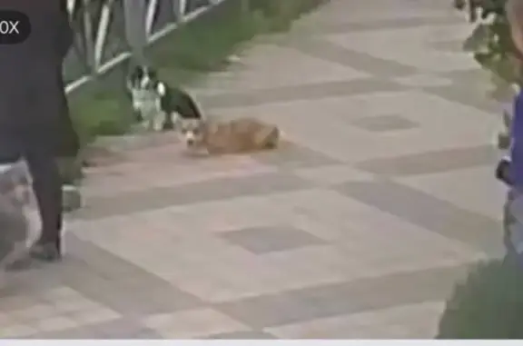 Пропала собака, улица Тургенева, 17, Краснодар — вельш-корги, рыжий окрас, красный поводок - photo