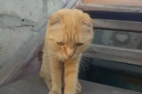 Найдена кошка, Железногорск, фото: Найдена кошка, Разветьевская улица, 28, Железногорск — светло рыжая, очень худая