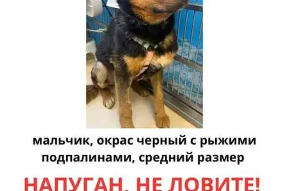 Пропала собака, Бескудниковский бульвар, 12, Москва — щенок, кобель, в красной шлейке - photo