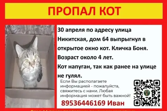 Пропала кошка, Никитская улица, 64, Кострома - photo