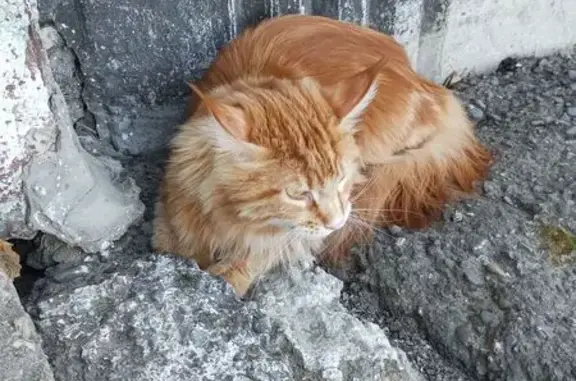 Найдена кошка, Заринск, фото: Найдена кошка, проспект Строителей, 10, Заринск — рыжая, длинношёрстная, с большими ушами с кисточками
