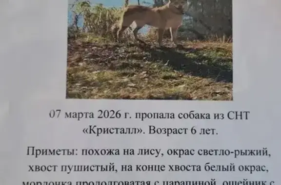 Пропала собака, Пенза, Пензенская область — зовут Линда, стерилизована - photo