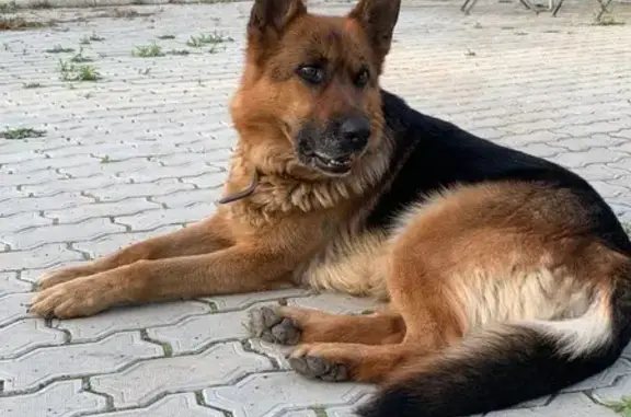 Пропала собака, 6-я Полярная улица, 6, Красноярск — овчарка Джесси и дворняга Курт - photo