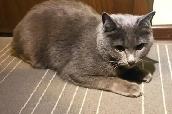 Найдена кошка, Балашиха, фото: Найдена кошка, улица Колдунова, Балашиха — крупный ухоженный серый короткошерстный британский кот