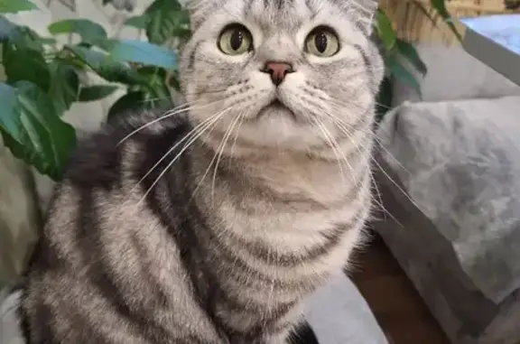 Пропала кошка, Центральная улица, Калейкино — откликается на имя Семён - photo