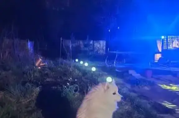 Пропала собака, улица Автомобилистов, 9, Магнитогорск - photo
