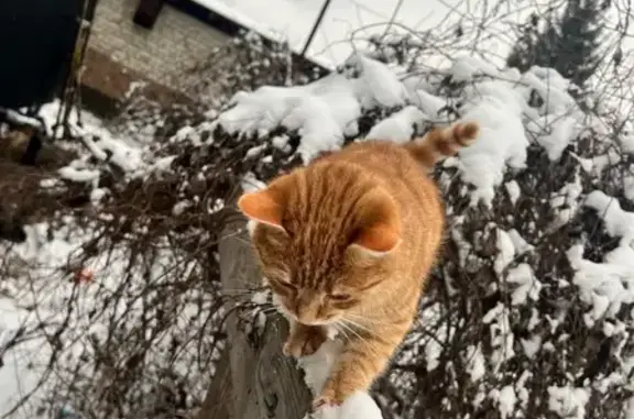 Кошки потеряшки, Тамбовский Лесхоз, фото: Потеряшка кошка, 20А, Тамбовская область, Тамбовский Лесхоз — рыжая, небольшая