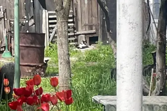 Найдена кошка, Новочеркасск, фото: Найдена кошка, Набережная улица, 27, городской округ Новочеркасск, Новочеркасск — чёрно-белая, с розовым или красным ошейником