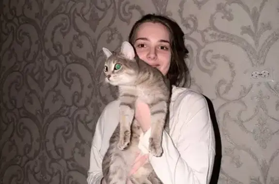 Пропала кошка, улица Мичурина, 101, Екатеринбург — активный, ручной кот Стивен - photo