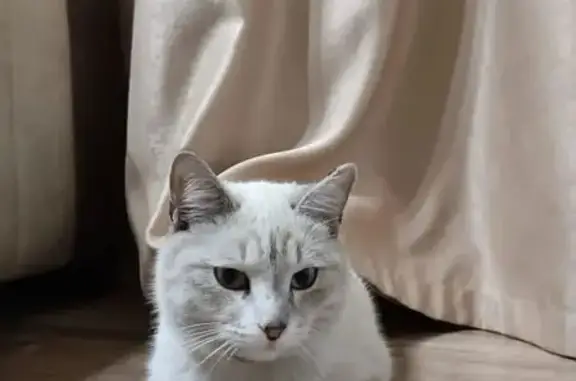 Пропала кошка, улица 9 Мая, 15, Ульяновск — мальчик, белый, зовут Принц - photo