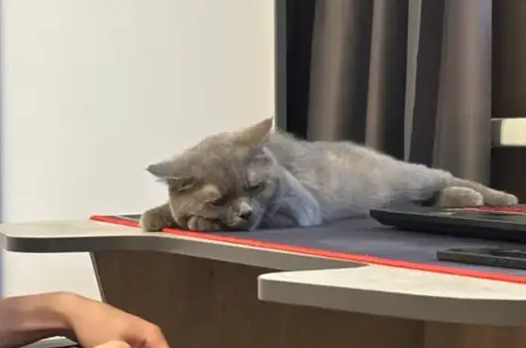 Найдена кошка, Новосибирск, фото: Найдена кошка, Киевская улица, 20, Новосибирск — предположительно британец, серый окрас