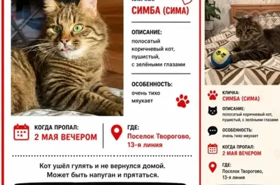 Пропала кошка, 13-я линия, 33, Ярославль — полосатая коричневая, пушистая, с зелёными глазами - photo