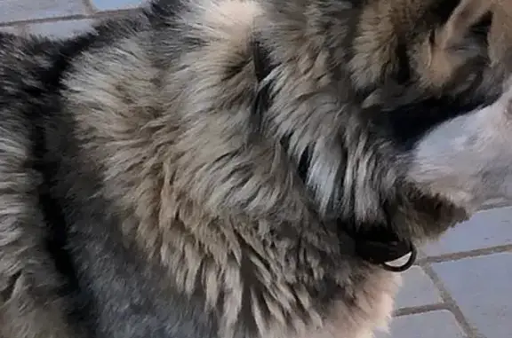 Найдена собака, Игра, фото: Найдена собака, Промышленная улица, 17, Игра — на заправке Лукойл, маленькая, с ошейником