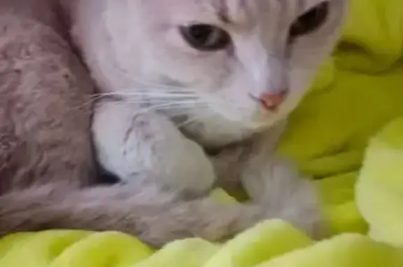 Объявления о пропавших и найденных животных, Омск, фото: Найдена кошка, Коттеджная улица, городской округ Омск, Омск — персиковый окрас