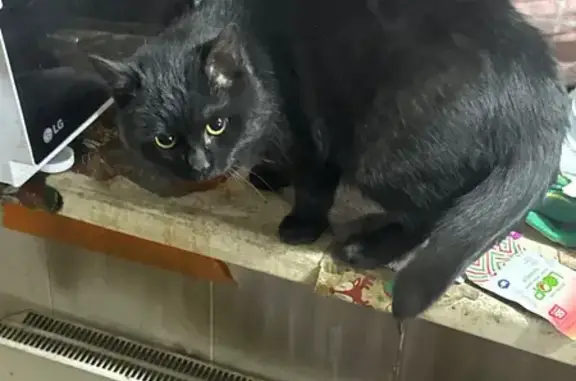 Пропала кошка, Югорская улица, 23, Сургут — полностью чёрная, ласковая - photo
