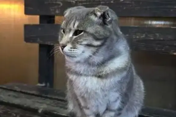 Найдена кошка, Грозный, фото: Найдена кошка, Балтийская улица, Грозный — похожа на шотландскую вислоухую, к лотку приучена