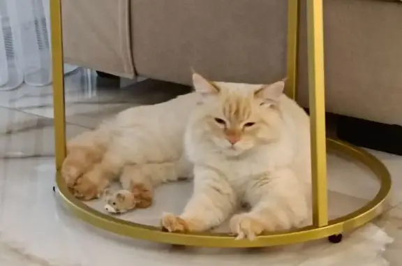 Кошки потеряшки, Васильево, фото: Потеряшка кошка, Зелёная улица, 13, Новочувашский, Васильево