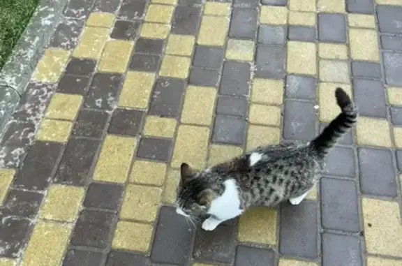 Найдена кошка, Краснодар, фото: Найдена кошка, Дубравная улица, 1, Краснодар — постоянно мяукает, всех боится