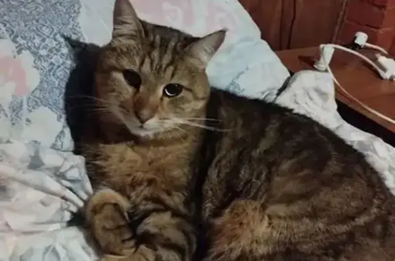 Пропала кошка, Солнечная улица, 11, Орехово — буро-рыжий, ушел гулять на участки - photo
