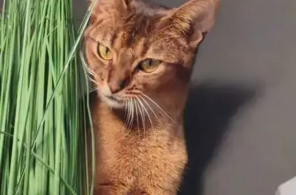 Пропала кошка, Родники, Калининградская область — дикая, худощавая - photo