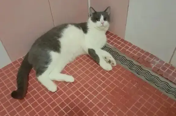 Пропала кошка, 7-я Котельная улица, 2, Астрахань — серый с белым, короткошерстная - photo