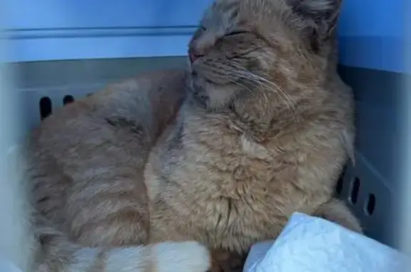Найдена кошка, улица Лодыгина, Саранск — рыжий кот - photo