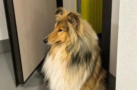 Пропала собака, Советский проспект, 12, Санкт-Петербург — колли, кличка Корра - photo