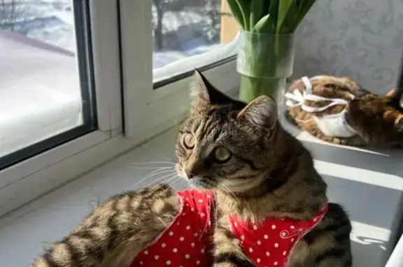 Пропала кошка, Советский переулок, 2В, Залесная — очень пугливая, не ручная - photo