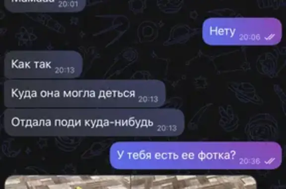 Потерянные животные Киселевск, фото: Пропала собака, улица Фадеева, Киселёвск, Киселевск — мини пудель, чёрная, кудрявая