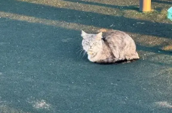 Найдена кошка, деревня Слобода, фото: Найдена кошка, Чурьяково, деревня Слобода — мальчик, жёлтый ошейник с косточкой