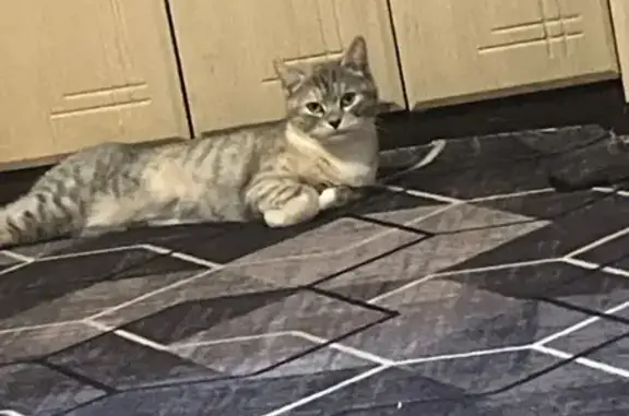 Пропала кошка, улица Островского, 13, Россошь — трёхцветная с рыжиной, зажившая царапина на носу - photo