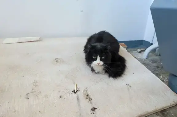 Найдена кошка, Нижний Новгород, фото: Найдена кошка, улица Героев Космоса, 46, Нижний Новгород — чёрно-белая, один глаз белый