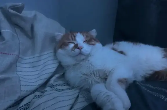 Пропала кошка, Совхозный переулок, 13, Пласт — бело-рыжая, маленькие ушки - photo