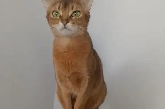 Кошки потеряшки, Тольятти, фото: Потеряшка кошка, бульвар Орджоникидзе, 11, Тольятти — абиссинка, небольшого размера