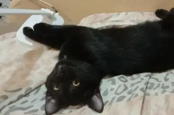 Кошки потеряшки, ец, фото: Потеряшка кошка, Кооперативная улица, 22, Городец — чёрная, с белым пятнышком на горле