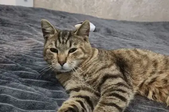 Найдена кошка, Тверь, фото: Найдена кошка, Зелёный проезд, городской округ Тверь, Тверь — котёнок около 7–8 месяцев, синий ошейник