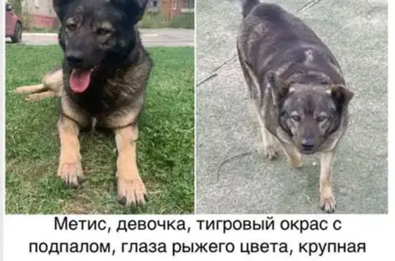 Пропала собака, улица Железнодорожная, Раменское — метис, красный ошейник - photo