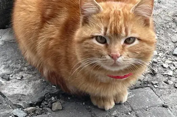 Пропала кошка, Петровская площадь, 9, Азов — рыжий окрас, розовый ошейник, 3 года - photo