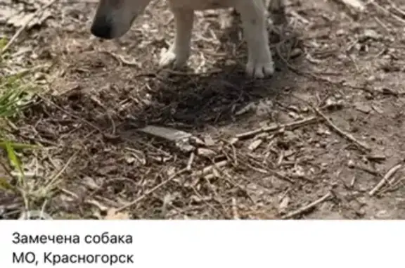Найдена собака, Красногорск, фото: Найдена собака, улица Циолковского, 7, Красногорск — Джек Рассел, голодная и напуганная