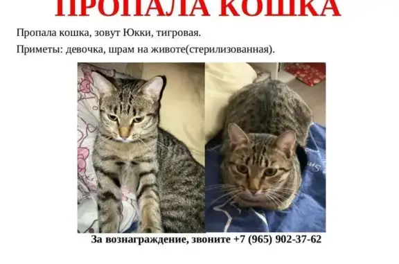 Пропала кошка, улица Минина, 123, Красноярск — шрам от стерилизации - photo