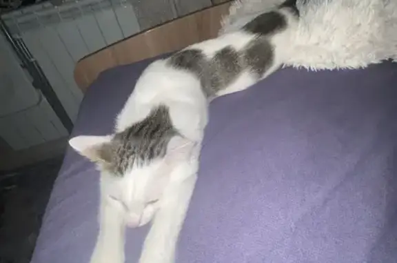 Объявления о пропавших и найденных животных, Омск, фото: Пропала кошка, Доковская улица, городской округ Омск, Омск — белая, на спине черно-серые пятна, хвост черно-серый