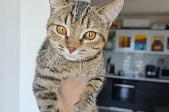 Найдена кошка, Нижний Новгород, фото: Найдена кошка, улица Карла Маркса, Нижний Новгород — около д. 43, сидела у крыльца салона «Жар птицы», ласковая