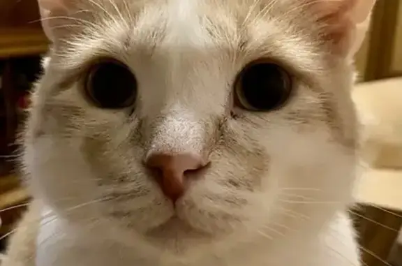 Пропала кошка, Лесная улица, 21, Королёв — крупный домашний кот, рыжая спинка, белые брюшко и лапки - photo