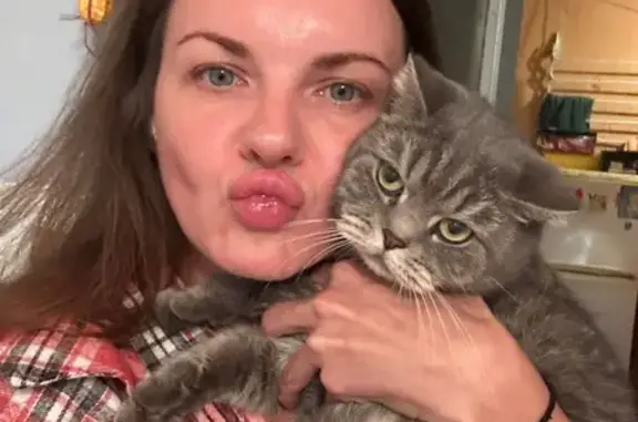 Пропала кошка, Киргизская улица, Ростов-на-Дону — взрослая британская кошечка Мисси - photo