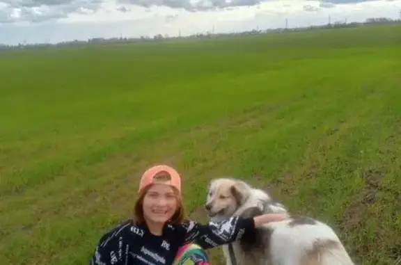 Пропала собака, Дачная улица, 16, Культура — большой волосатый пёс - photo
