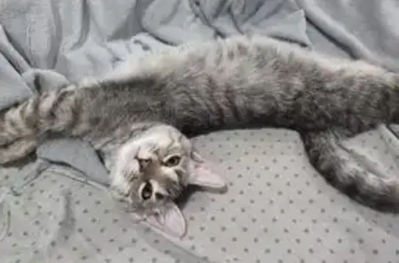 Пропала кошка, А-119, 4, Майский — серая полосатая, котенку полгода - photo