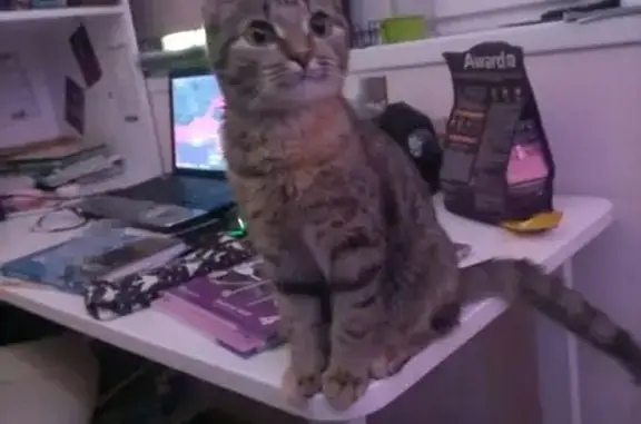 Пропала кошка, улица Косыгина, 5, Новокузнецк — может бояться, не особо социальная - photo