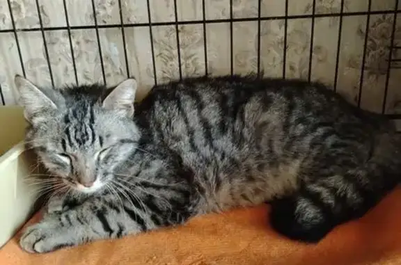 Объявления о пропавших и найденных животных, Брянск, фото: Найдена кошка, улица Брянского Фронта, 20А, Брянск — вискасный окрас, сломан кончик хвоста