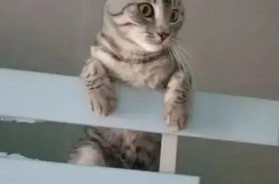 Пропала кошка, улица Энергостроителей, 10, Тюмень - photo