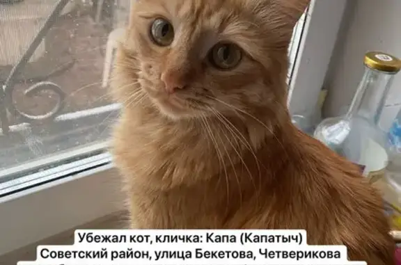 Пропала кошка, улица Четверикова, 5, Нижний Новгород — рыжий пушистый кот, откликается на «капа» - photo